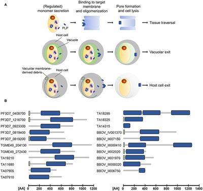 Perforin-Like Proteins of Apicomplexan Parasites